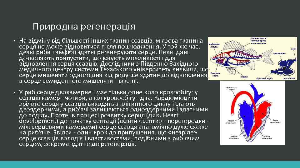 Природна регенерація • На відміну від більшості інших тканин ссавців, м'язова тканина серця не