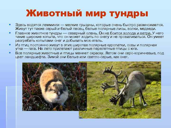 Животный мир тундры § § Здесь водятся лемминги — мелкие грызуны, которые очень быстро