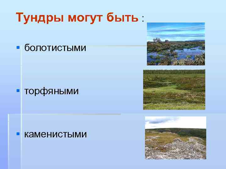 Тундры могут быть : § болотистыми § торфяными § каменистыми 