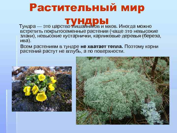 Растительный мир тундры Тундра — это царство лишайников и мхов. Иногда можно встретить покрытосеменные