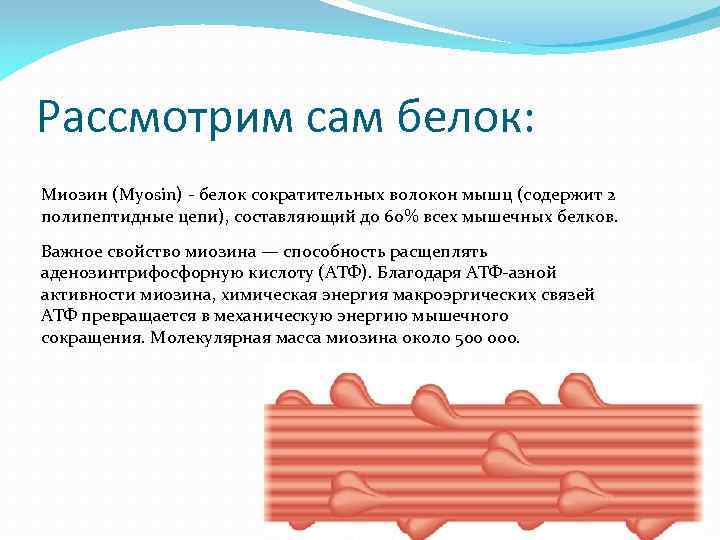 Рассмотрим сам белок: Миозин (Myosin) - белок сократительных волокон мышц (содержит 2 полипептидные цепи),