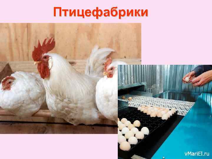Птицефабрики 