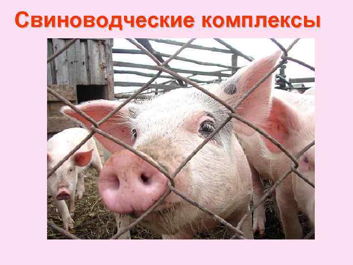 Свиноводческие комплексы 