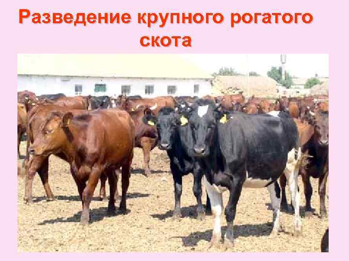 Разведение крупного рогатого скота 