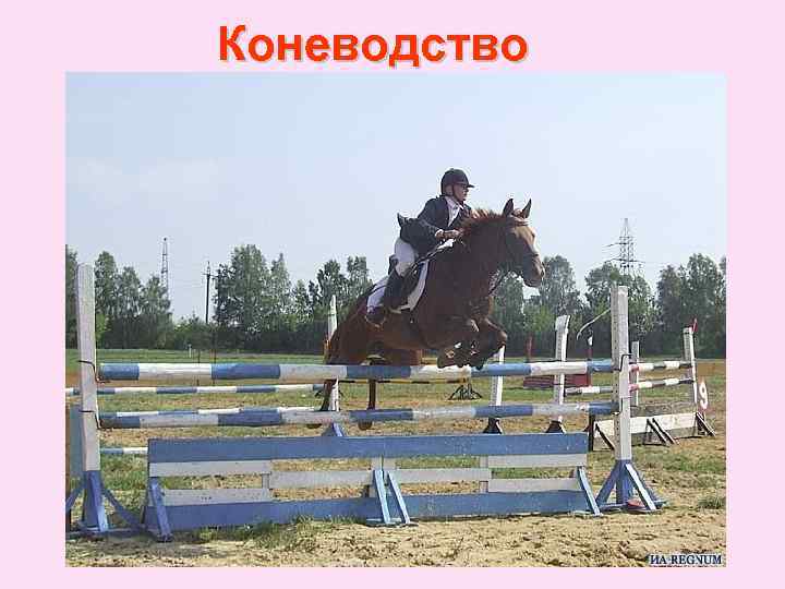 Коневодство 