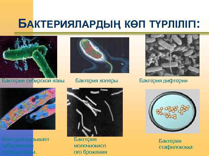 БАКТЕРИЯЛАРДЫҢ КӨП ТҮРЛІЛІГІ: Бактерия сибирской язвы бактерия вызывает заболевание туберкулёзом. Бактерия холеры Бактерия молочнокисл