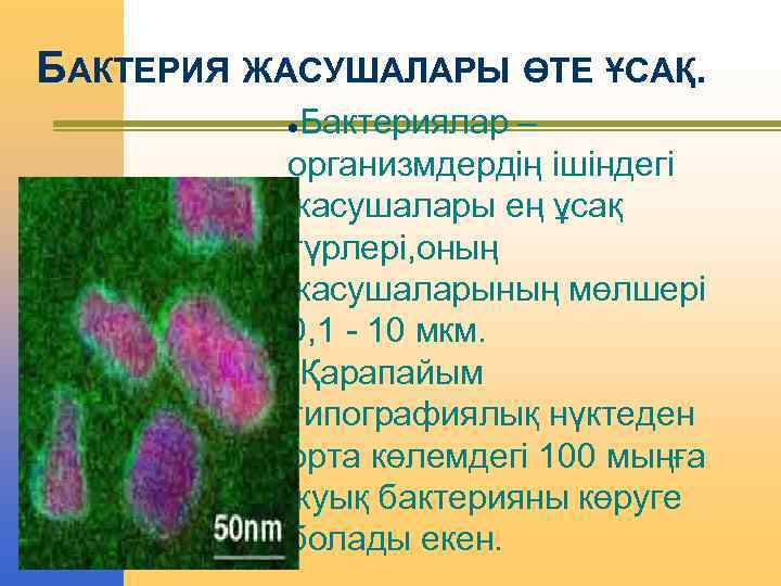 БАКТЕРИЯ ЖАСУШАЛАРЫ ӨТЕ ҰСАҚ. Бактериялар – организмдердің ішіндегі жасушалары ең ұсақ түрлері, оның жасушаларының