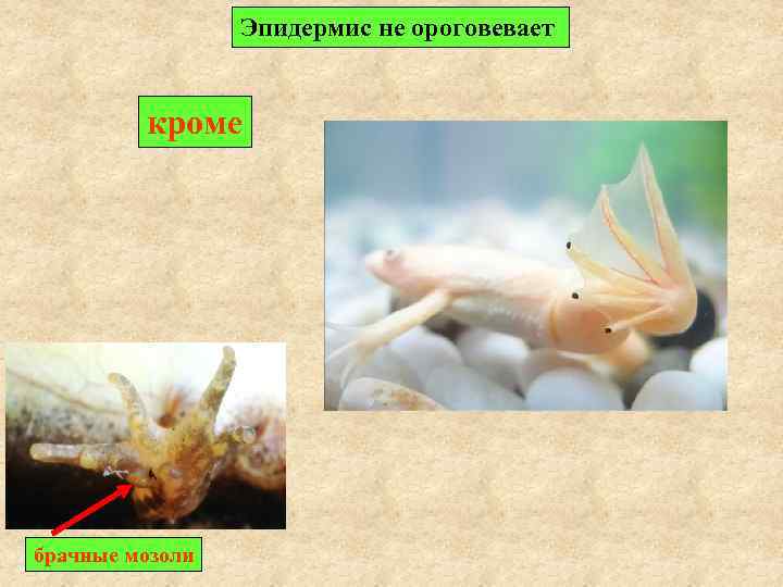 Эпидермис не ороговевает кроме брачные мозоли 