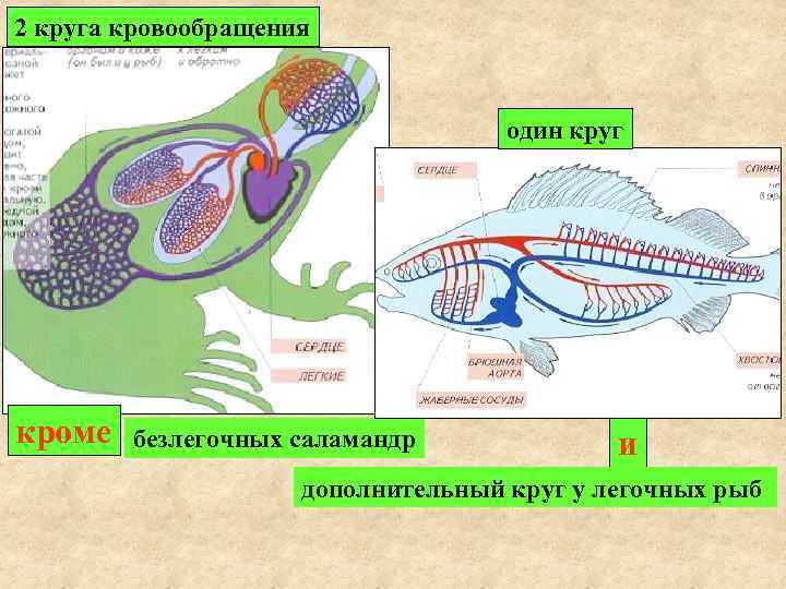 2 круга кровообращения один круг кроме безлегочных саламандр и дополнительный круг у легочных рыб