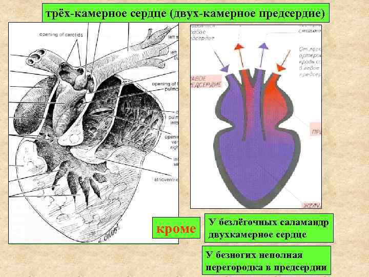 трёх-камерное сердце (двух-камерное предсердие) кроме У безлёгочных саламандр двухкамерное сердце У безногих неполная перегородка