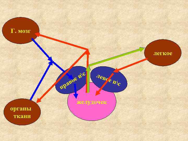 Г. мозг легкое о ав пс е пр органы ткани лев ое п с