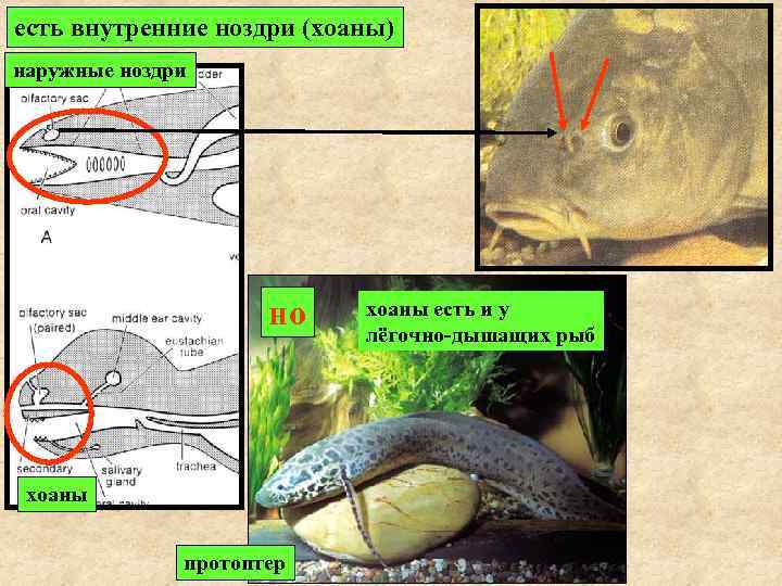 есть внутренние ноздри (хоаны) наружные ноздри но хоаны протоптер хоаны есть и у лёгочно-дышащих