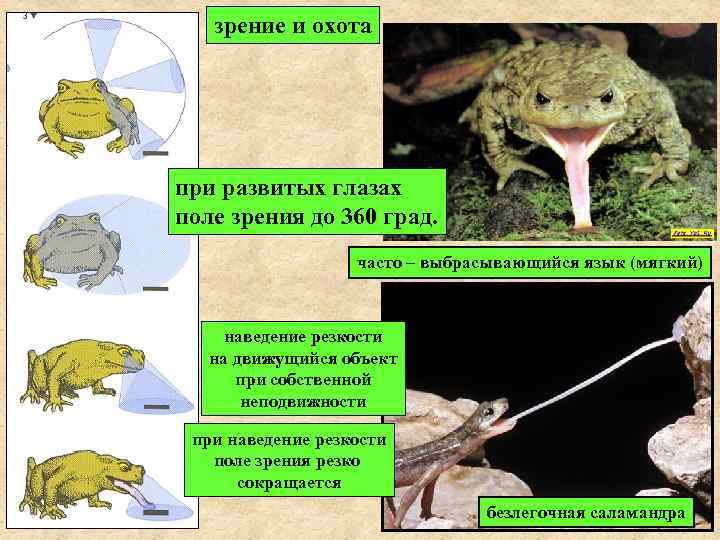 зрение и охота при развитых глазах поле зрения до 360 град. часто – выбрасывающийся