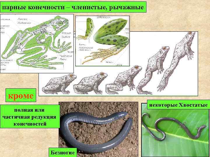 парные конечности – членистые, рычажные кроме полная или частичная редукция конечностей Безногие некоторые Хвостатые