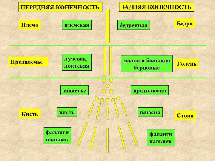 ПЕРЕДНЯЯ КОНЕЧНОСТЬ ЗАДНЯЯ КОНЕЧНОСТЬ Плечо бедренная Предплечье плечевая лучевая, локтевая запястье Кисть пясть фаланги