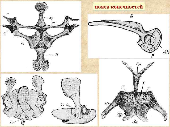 пояса конечностей 