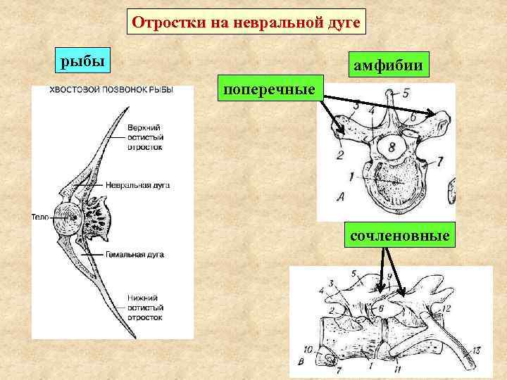 Отростки на невральной дуге рыбы амфибии поперечные сочленовные 