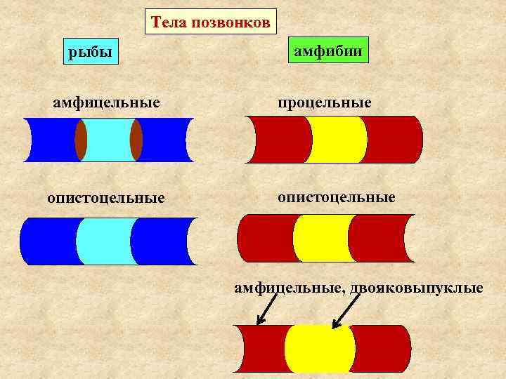 Тела позвонков рыбы амфицельные опистоцельные амфибии процельные опистоцельные амфицельные, двояковыпуклые 