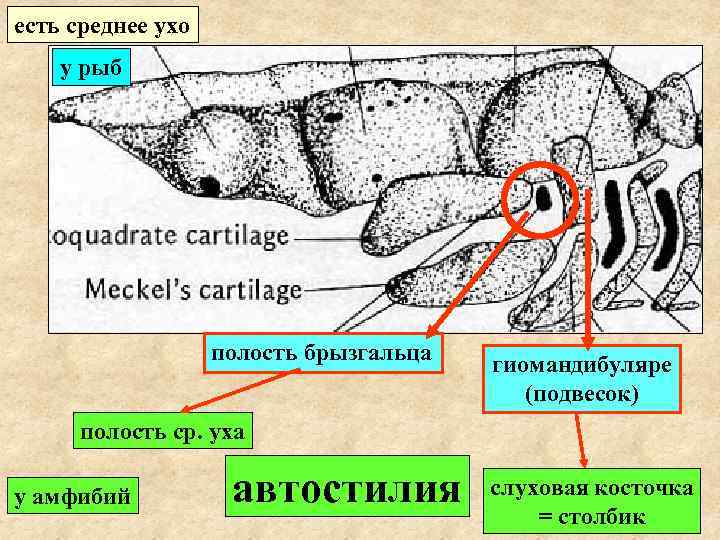 есть среднее ухо у рыб полость брызгальца гиомандибуляре (подвесок) полость ср. уха у амфибий