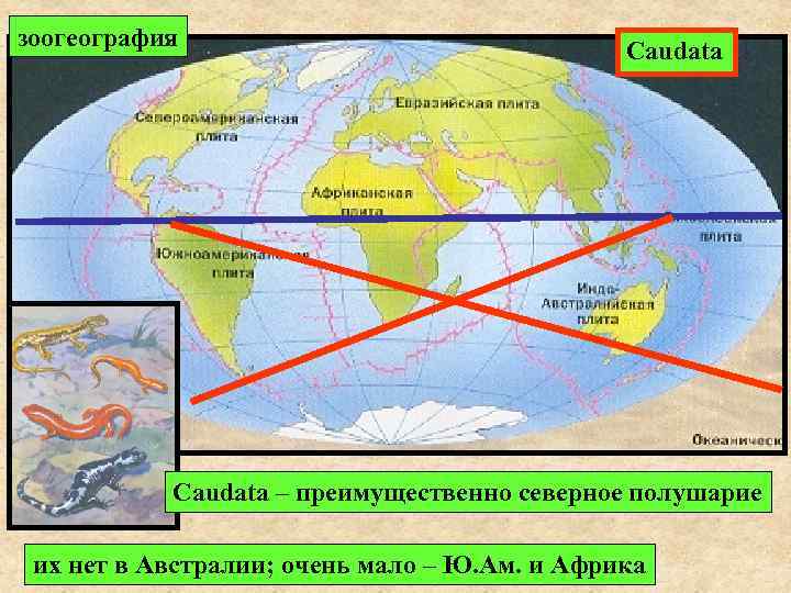 зоогеография Caudata – преимущественно северное полушарие их нет в Австралии; очень мало – Ю.