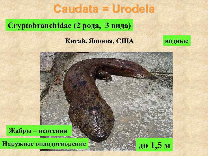 Caudata = Urodela Cryptobranchidae (2 рода, 3 вида) Китай, Япония, США водные Жабры –