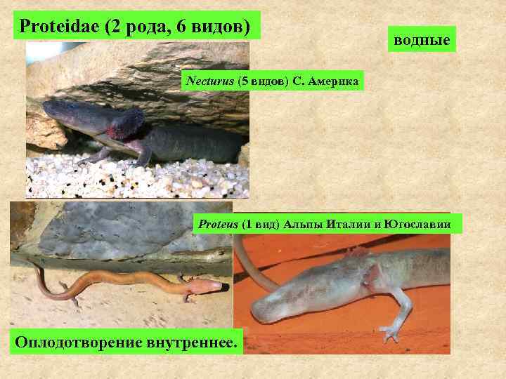 Proteidae (2 рода, 6 видов) водные Necturus (5 видов) С. Америка Proteus (1 вид)