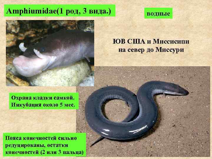 Amphiumidae(1 род, 3 вида. ) водные ЮВ США и Миссисипи на север до Миссури