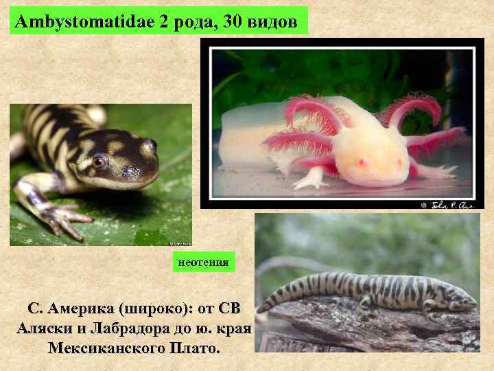 Ambystomatidae 2 рода, 30 видов неотения С. Америка (широко): от СВ Аляски и Лабрадора