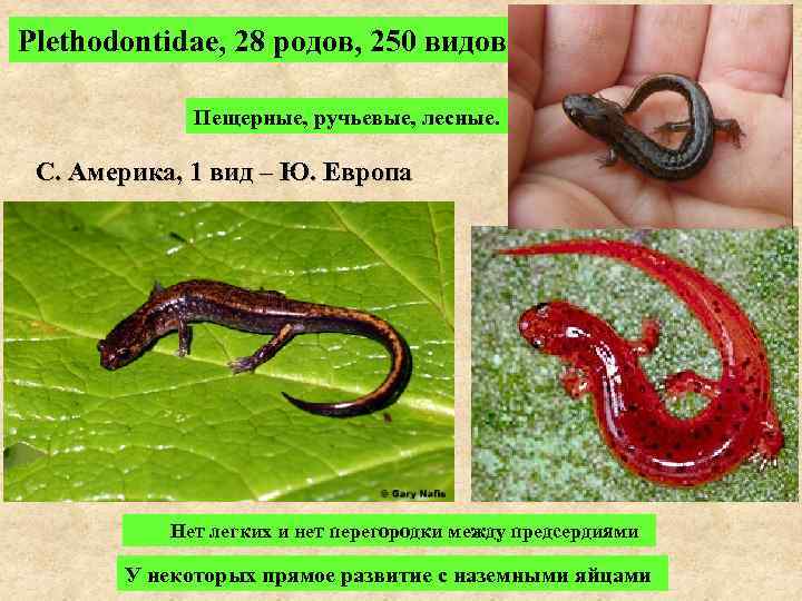 Plethodontidae, 28 родов, 250 видов Пещерные, ручьевые, лесные. С. Америка, 1 вид – Ю.