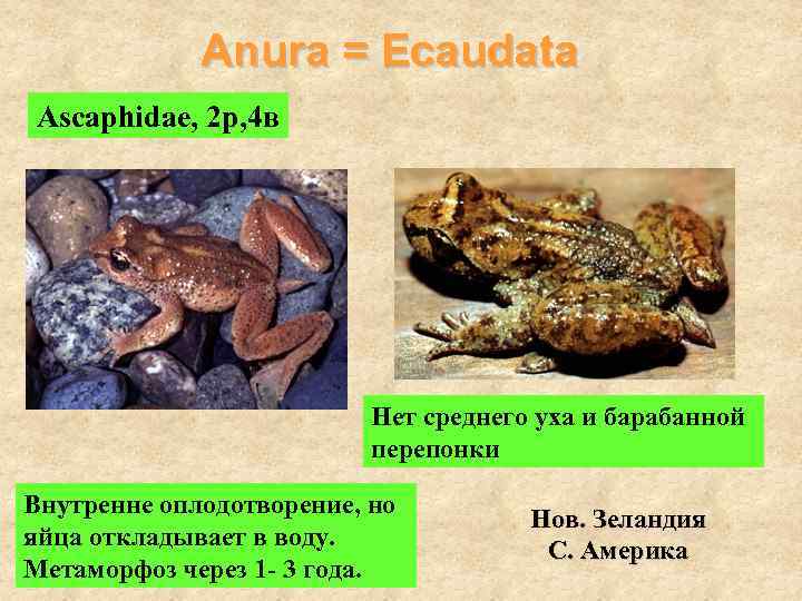 Anura = Ecaudata Ascaphidae, 2 р, 4 в Нет среднего уха и барабанной перепонки