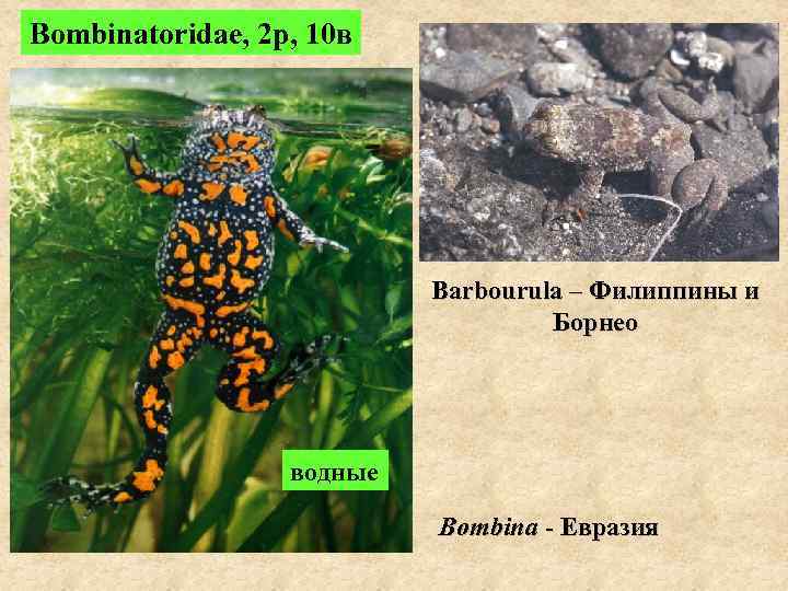 Bombinatoridae, 2 р, 10 в Barbourula – Филиппины и Борнео водные Bombina - Евразия