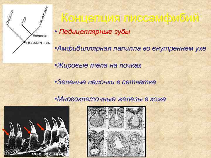 Концепция лиссамфибий • Педицеллярные зубы • Амфибиллярная папилла во внутреннем ухе • Жировые тела