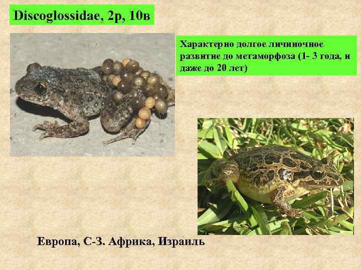 Discoglossidae, 2 р, 10 в Характерно долгое личиночное развитие до метаморфоза (1 - 3