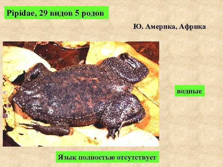 Pipidae, 29 видов 5 родов Ю. Америка, Африка водные Язык полностью отсутствует 