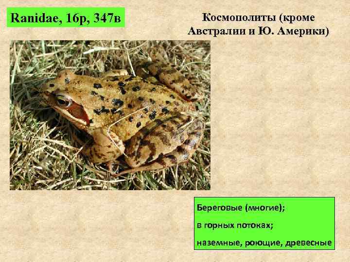 Ranidae, 16 р, 347 в Космополиты (кроме Австралии и Ю. Америки) Береговые (многие); в