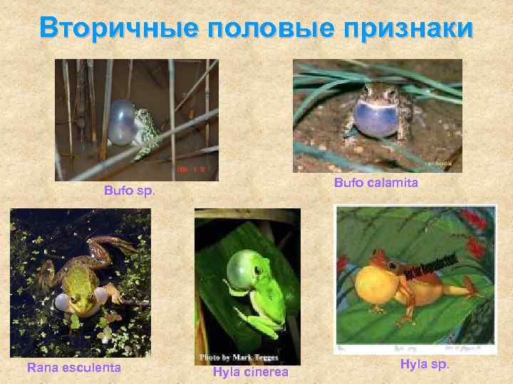 Вторичные половые признаки Bufo calamita Bufo sp. Rana esculenta Hyla cinerea Hyla sp. 
