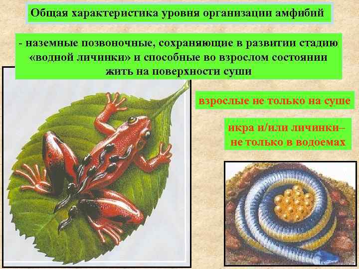 Общая характеристика уровня организации амфибий - наземные позвоночные, сохраняющие в развитии стадию «водной личинки»
