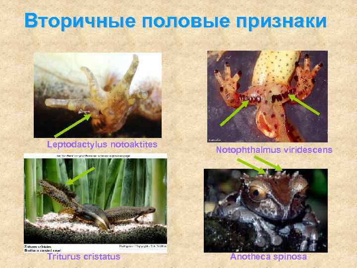 Вторичные половые признаки Leptodactylus notoaktites Triturus cristatus Notophthalmus viridescens Anotheca spinosa 
