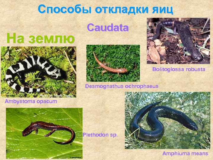 Способы откладки яиц На землю Caudata Bolitoglossa robusta Desmognathus ochrophaeus Ambystoma opacum Plethodon sp.