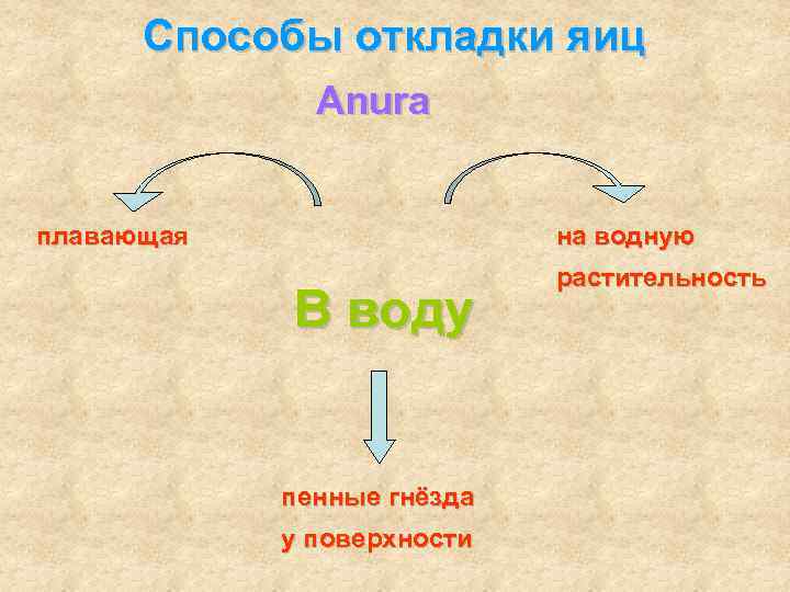 Способы откладки яиц Anura плавающая на водную В воду пенные гнёзда у поверхности растительность
