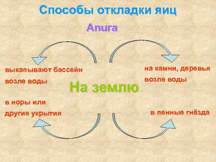 Способы откладки яиц Anura выкапывают бассейн на камни, деревья возле воды На землю в