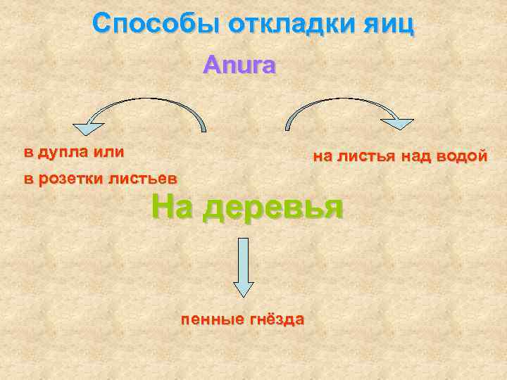 Способы откладки яиц Anura в дупла или на листья над водой в розетки листьев