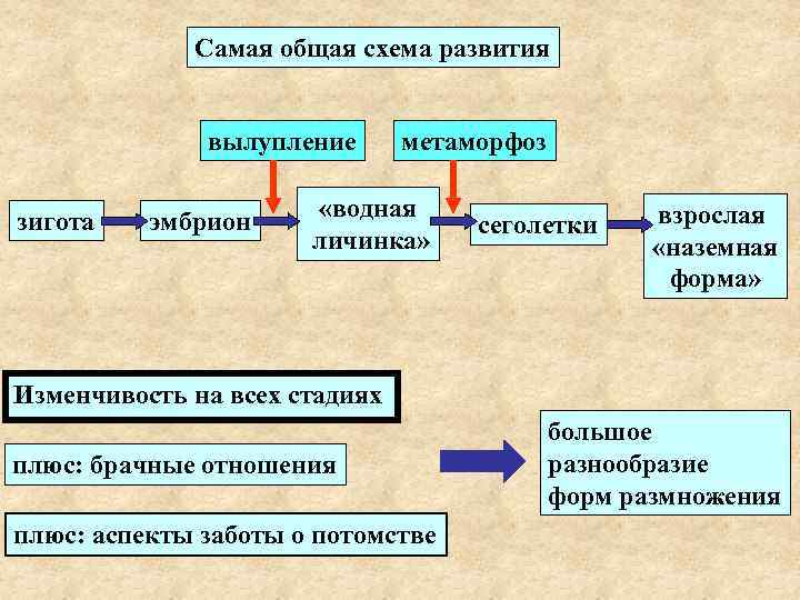 Самая общая схема развития вылупление зигота эмбрион метаморфоз «водная личинка» сеголетки взрослая «наземная форма»