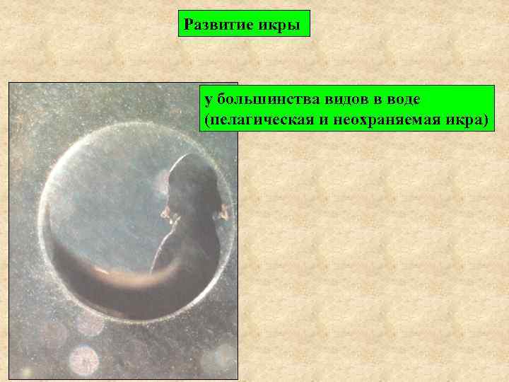 Развитие икры у большинства видов в воде (пелагическая и неохраняемая икра) 