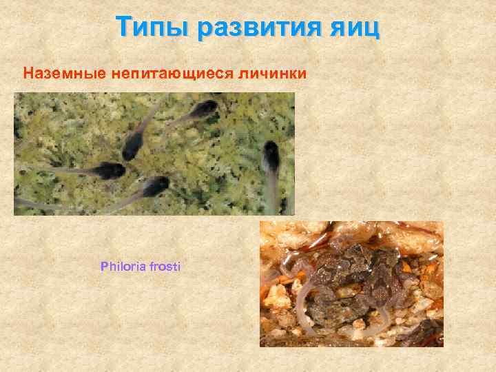 Типы развития яиц Наземные непитающиеся личинки Philoria frosti 