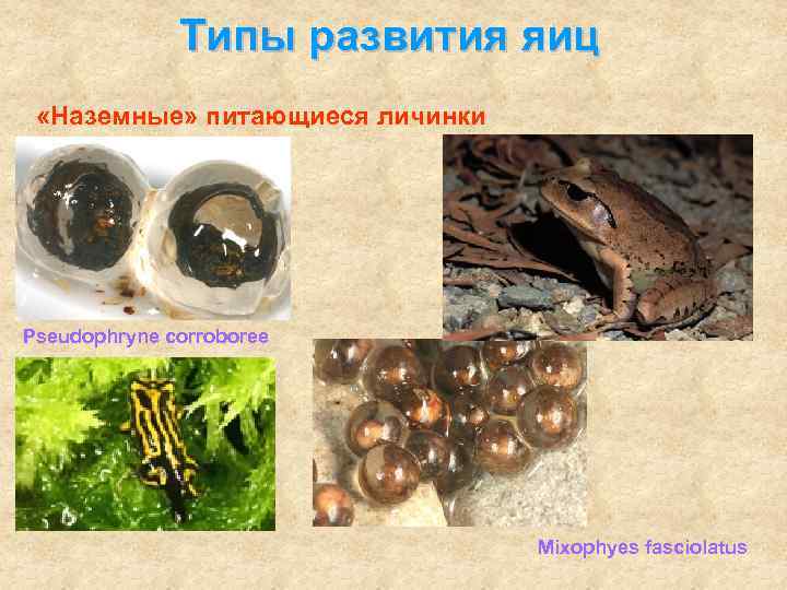 Типы развития яиц «Наземные» питающиеся личинки Pseudophryne corroboree Mixophyes fasciolatus 