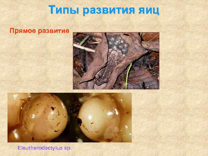 Типы развития яиц Прямое развитие Eleutherodactylus sp. 