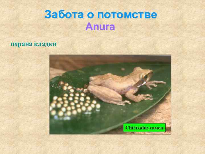 Забота о потомстве Anura охрана кладки 