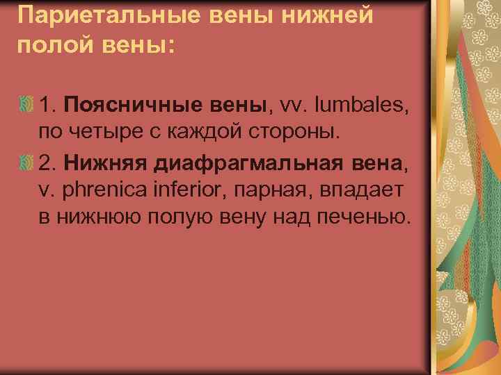 Париетальные вены нижней полой вены: 1. Поясничные вены, vv. lumbales, по четыре с каждой
