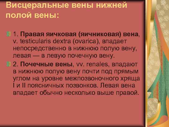 Висцеральные вены нижней полой вены: 1. Правая яичковая (яичниковая) вена, v. testicularis dextra (ovarica),